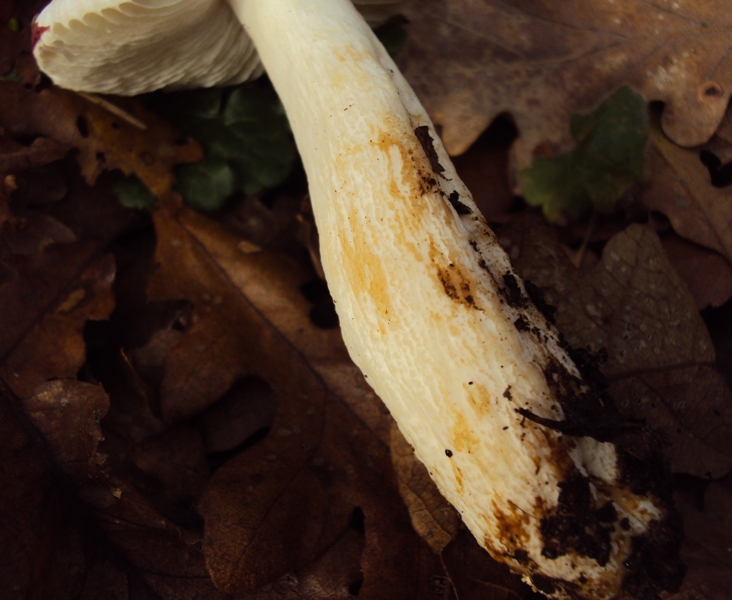 Russula di quercia