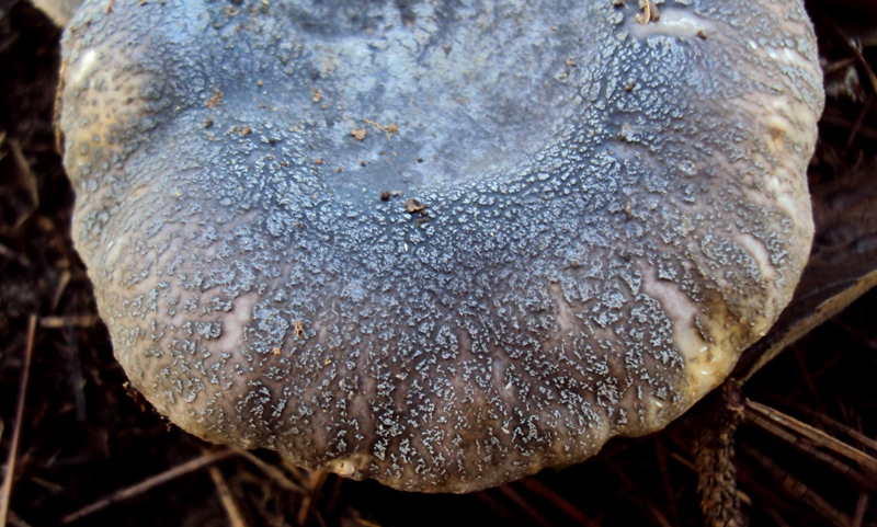 Russula screpolata sotto cedro