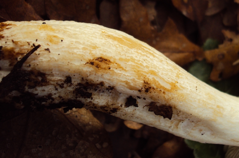 Russula di quercia