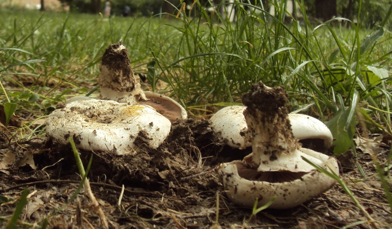 Agaricus  bitorquis s.l.