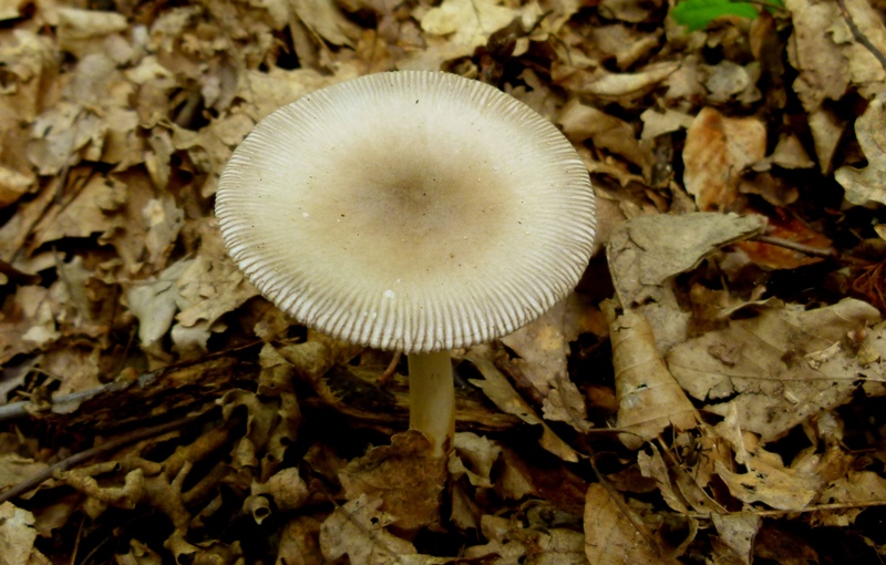 Amanita da determinare