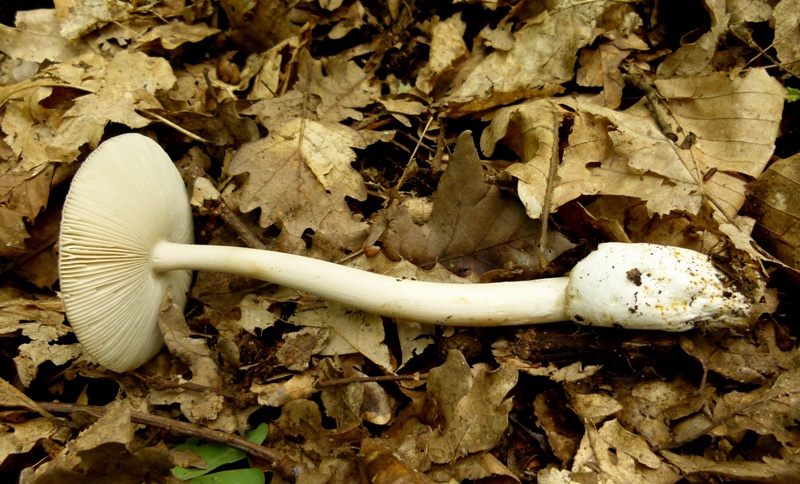 Amanita da determinare