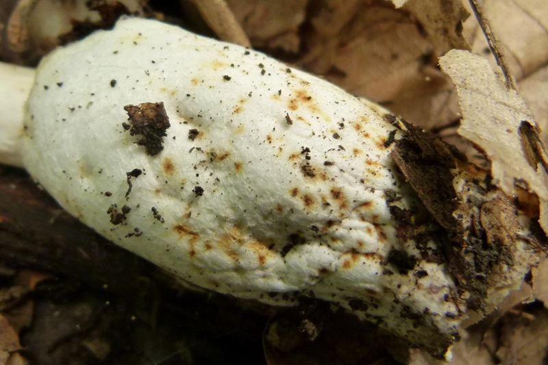 Amanita da determinare