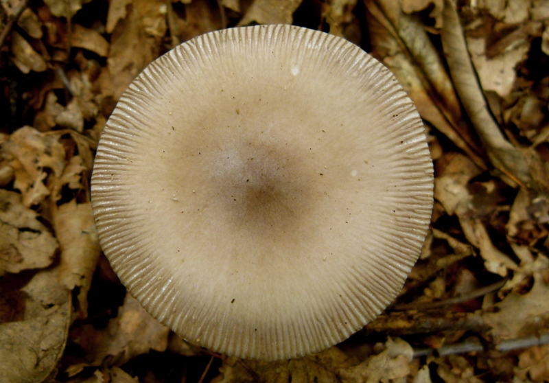 Amanita da determinare