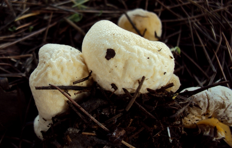bell''ascomicete sotto cedro
