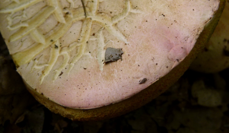 altro boleto, dubbio pseudoregius