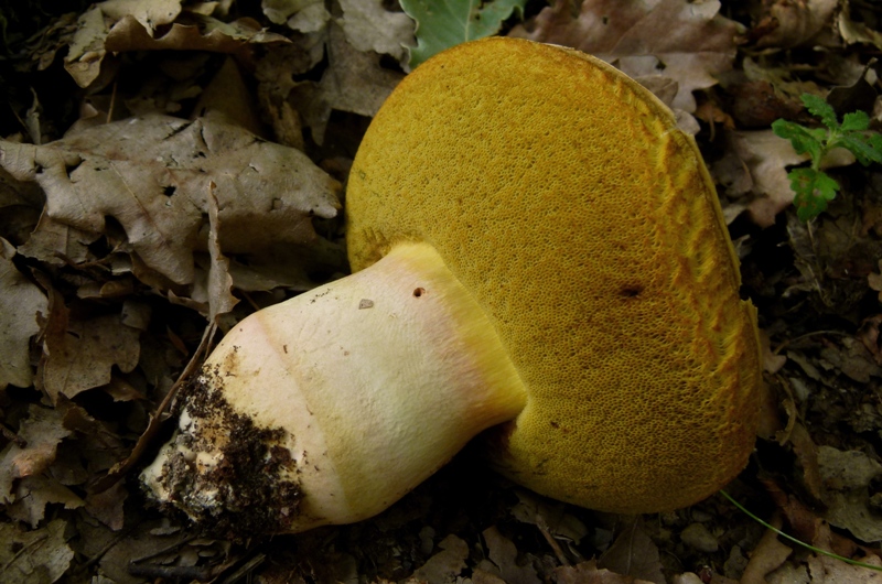 altro boleto, dubbio pseudoregius