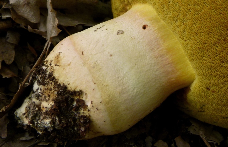 altro boleto, dubbio pseudoregius