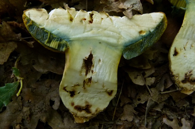 altro boleto, dubbio pseudoregius