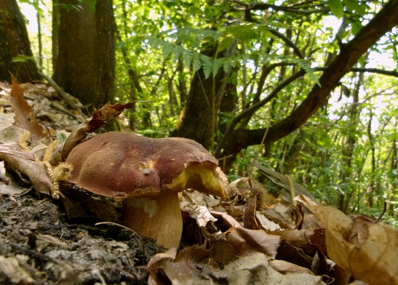 Escursione tra castagni... e boleti