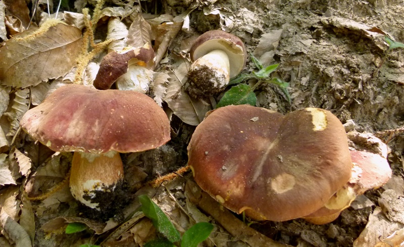 Escursione tra castagni... e boleti