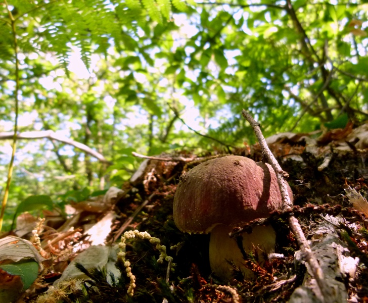 Escursione tra castagni... e boleti