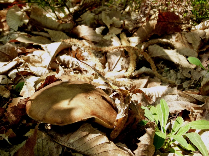 Escursione tra castagni... e boleti