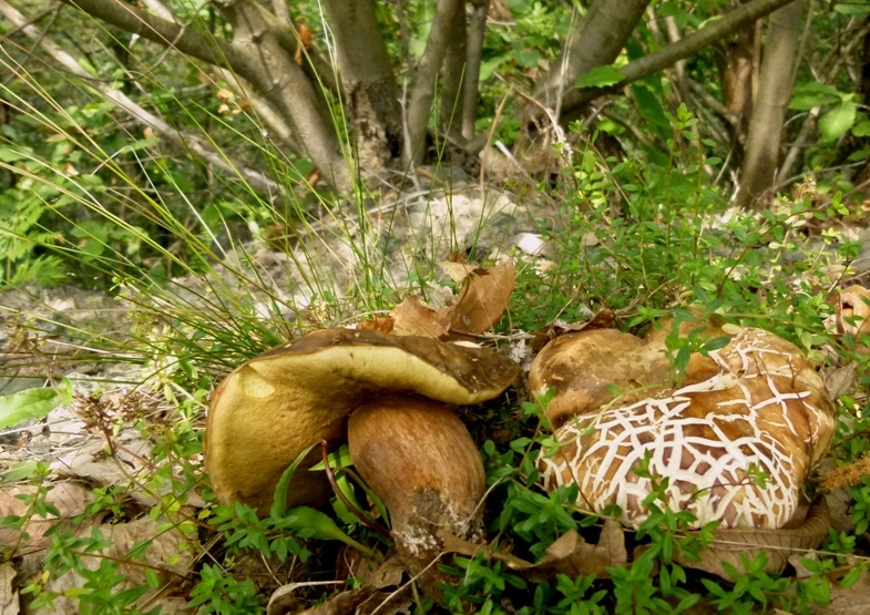 Escursione tra castagni... e boleti