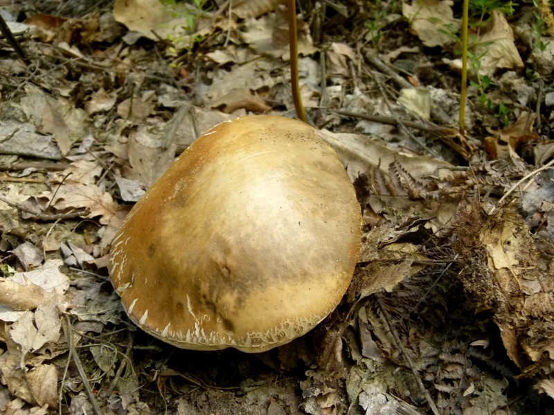 Escursione tra castagni... e boleti