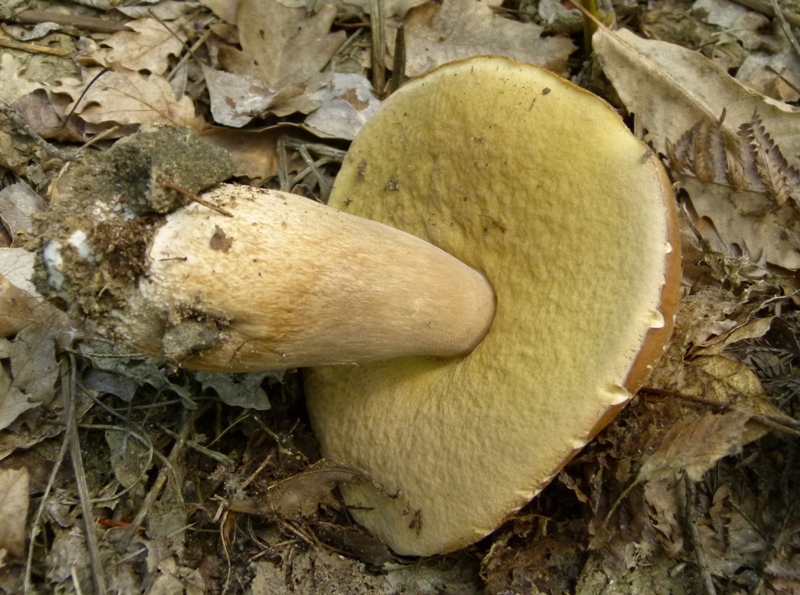 Escursione tra castagni... e boleti