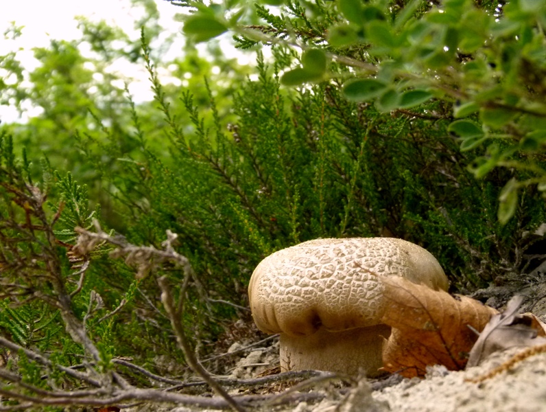Escursione tra castagni... e boleti
