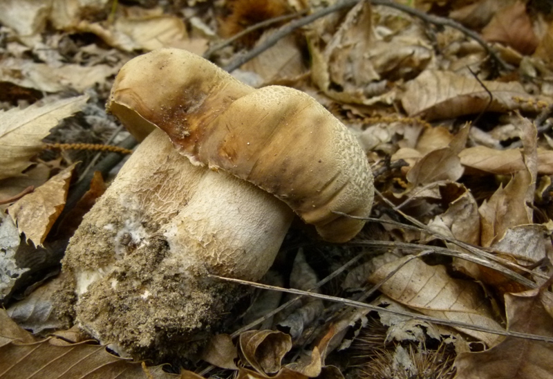 Escursione tra castagni... e boleti