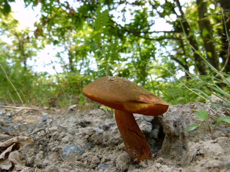 Escursione tra castagni... e boleti