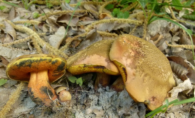 Escursione tra castagni... e boleti