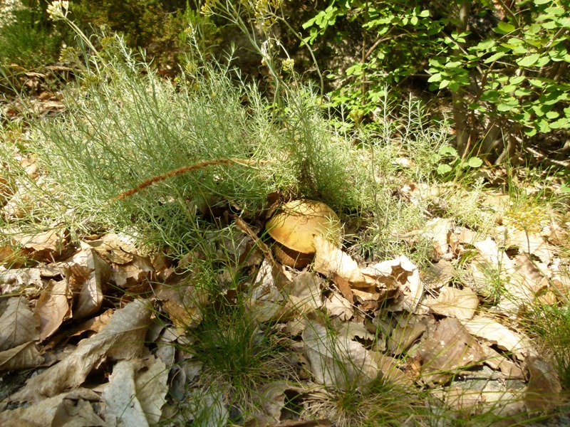 Escursione tra castagni... e boleti