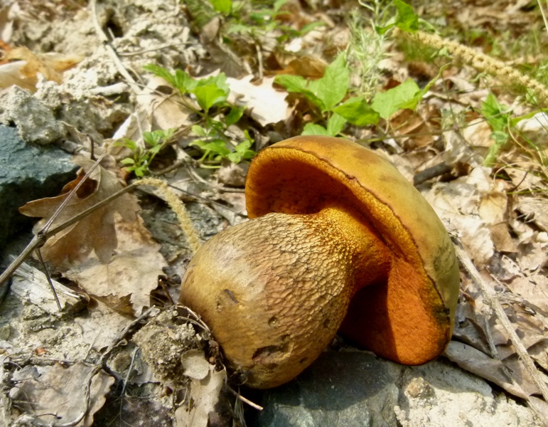 Escursione tra castagni... e boleti