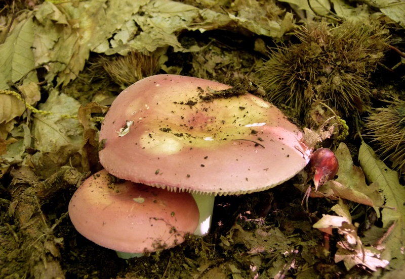 Escursione tra castagni... e boleti