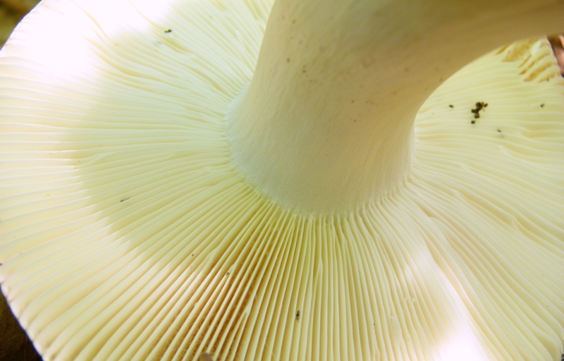 Escursione tra castagni... e boleti