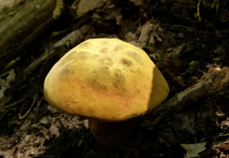 Escursione tra castagni... e boleti