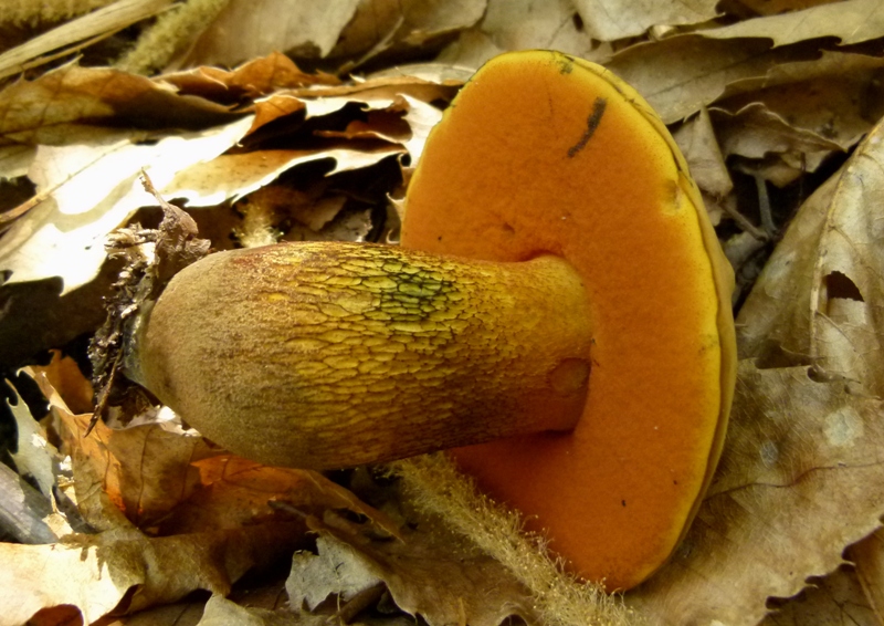 Escursione tra castagni... e boleti