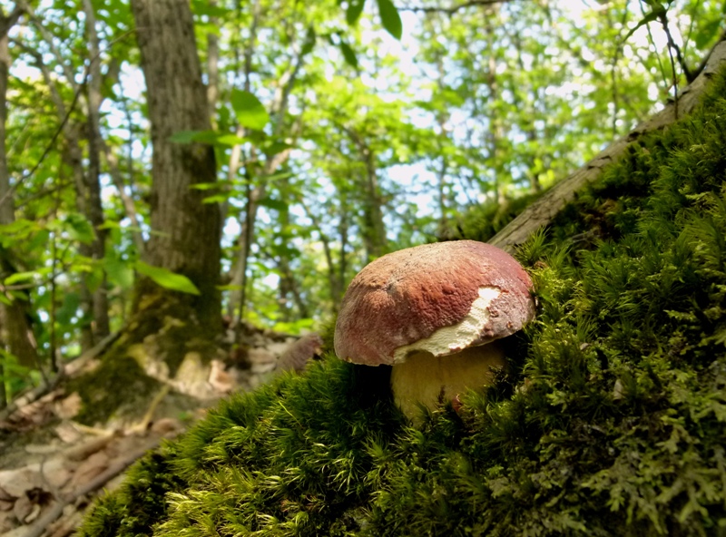 Escursione tra castagni... e boleti