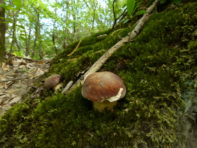 Escursione tra castagni... e boleti
