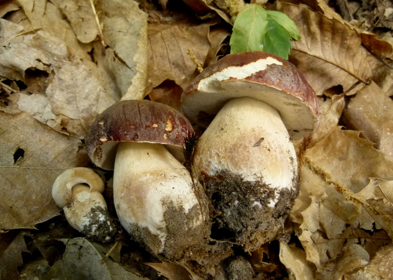 Escursione tra castagni... e boleti