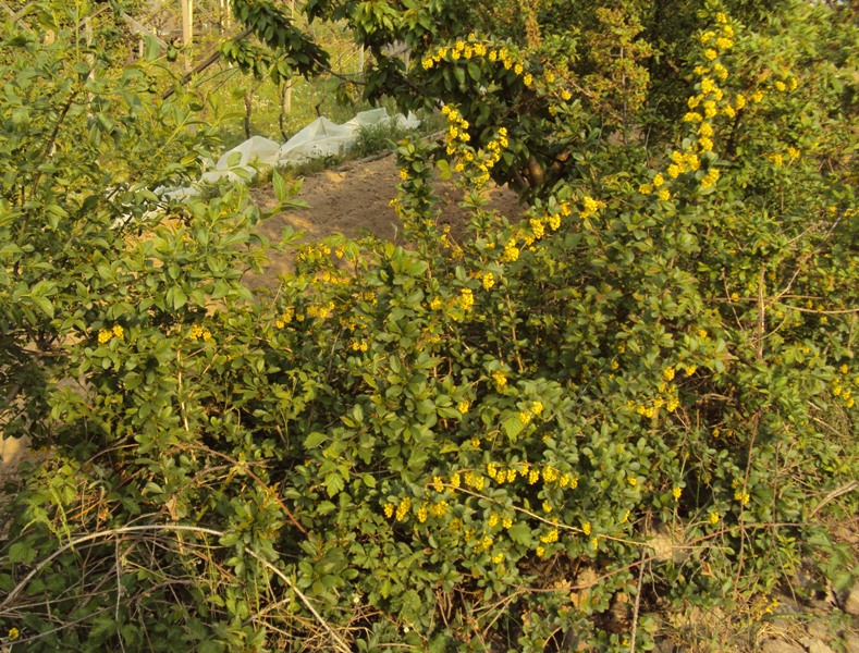 dal Trentino - Berberis vulgaris