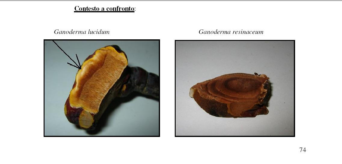 fungo coriaceo (crescita di Ganoderma sp.)