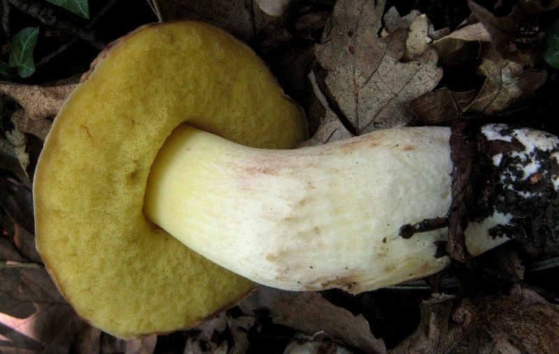 Quiz non impossibile