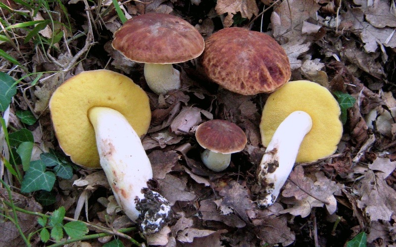 Quiz non impossibile