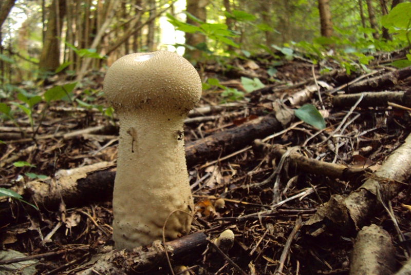 Altri tre ritrovamenti dello scorso anno