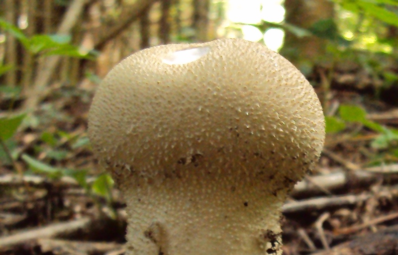 Altri tre ritrovamenti dello scorso anno