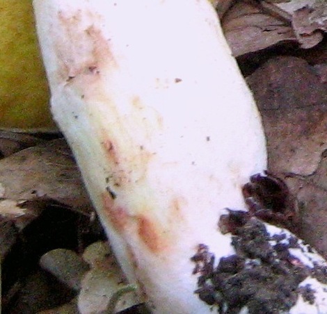 Quiz non impossibile