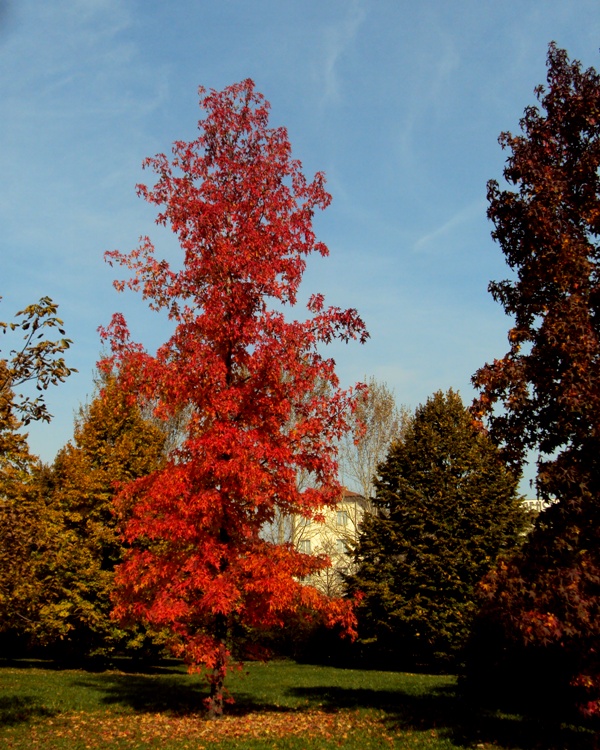 bulimia fungina al parco