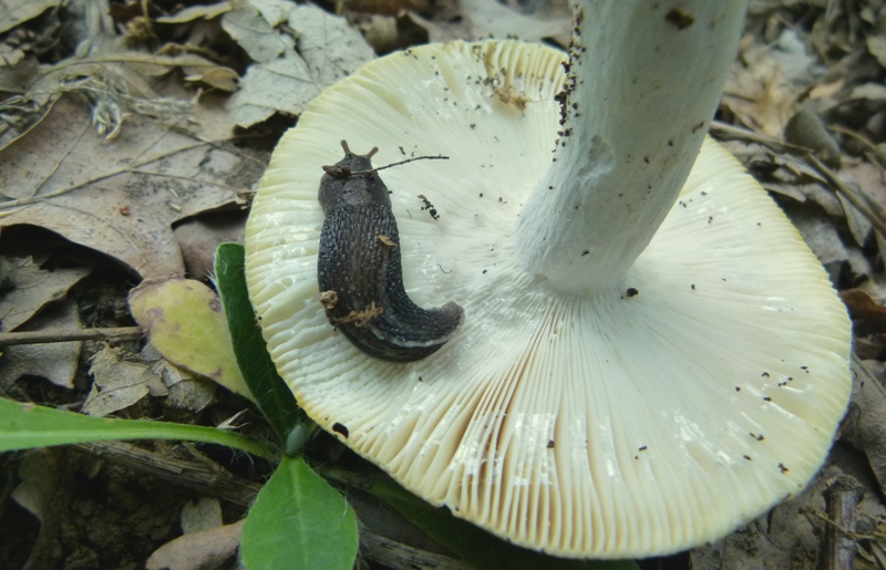 Limax aldrovandi Moquin-Tandon 1855 da Bologna - juv.