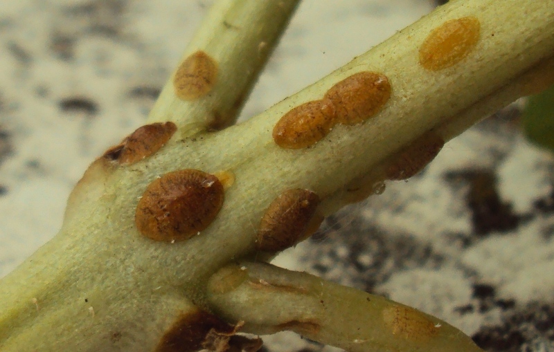 Altre bestiacce sul mio basilico... (Coccidae?)