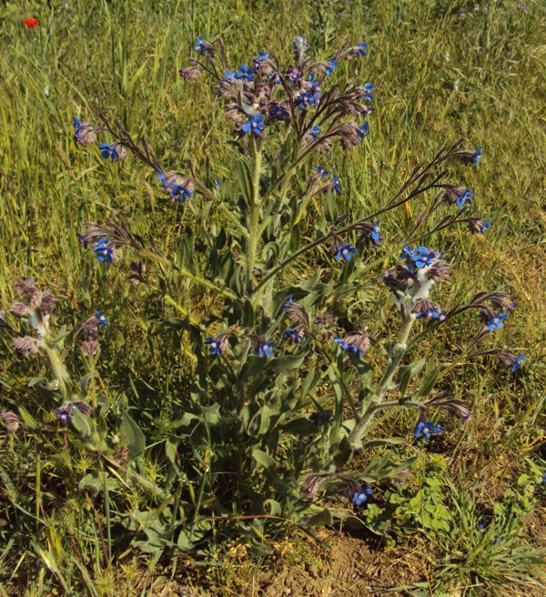 Anchusa azurea / Buglossa azzurra