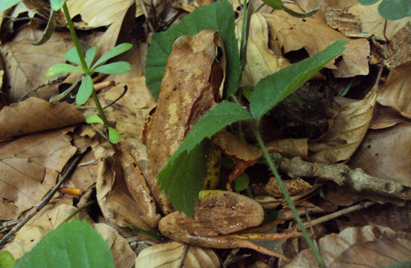 Rana - Rana temporaria