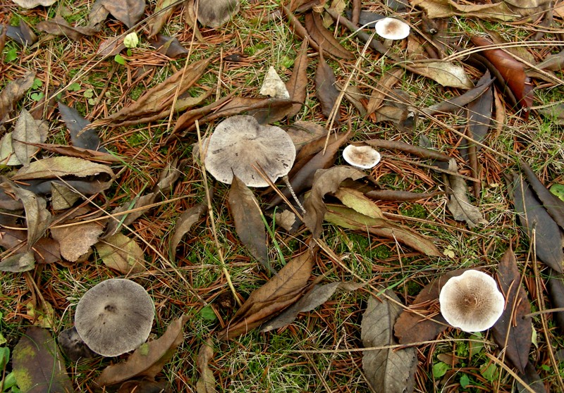 entrambi Tricholoma terreum?