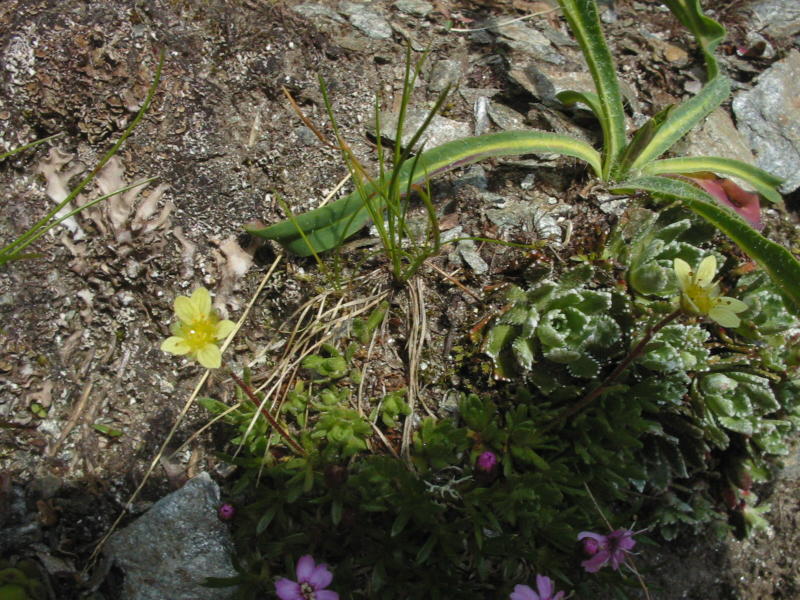 Saxifraga aspera