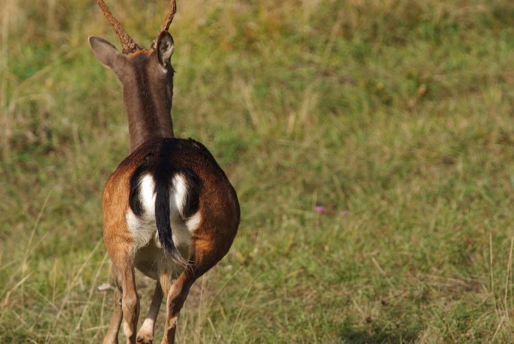 Daino: colorazione del mantello e altro...