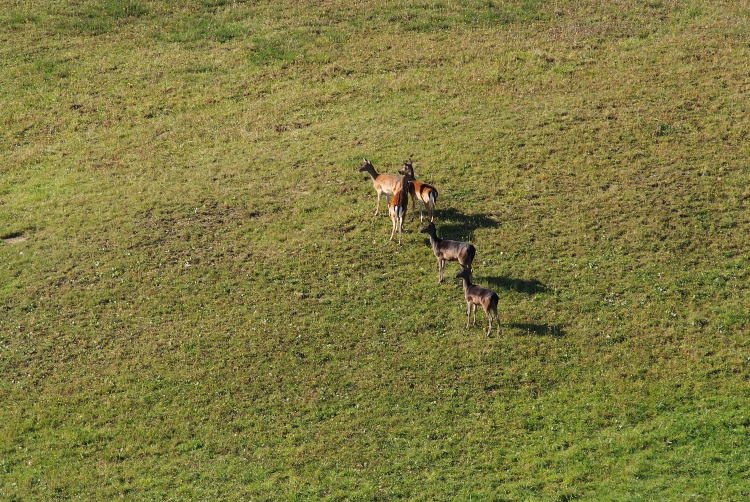 Daino: colorazione del mantello e altro...