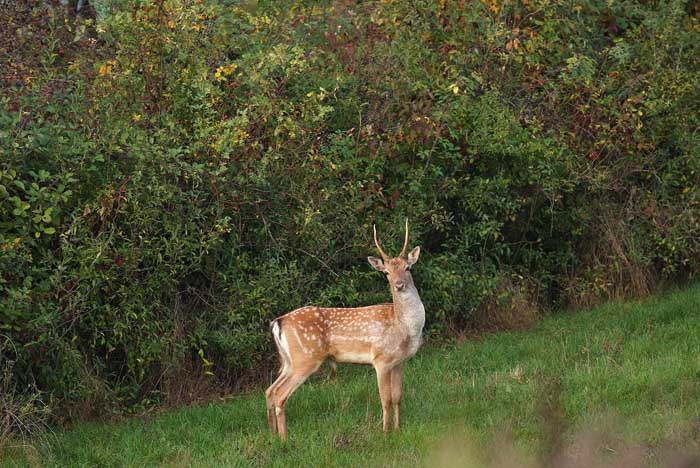 Daino: colorazione del mantello e altro...